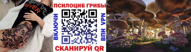 где можно купить   Судогда  Галлюциногенные грибы Psilocybe 